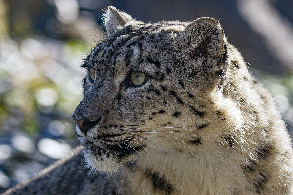 Snow Leopard