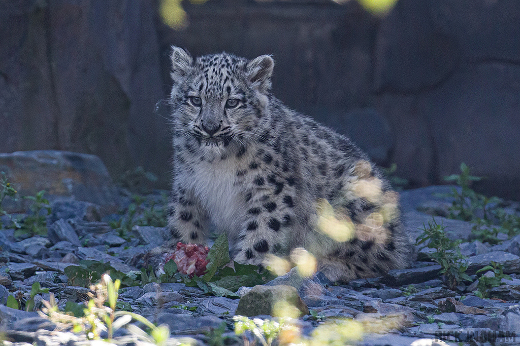 Snow Leopard | Cub