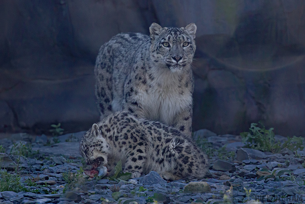 Snow Leopard | Cub