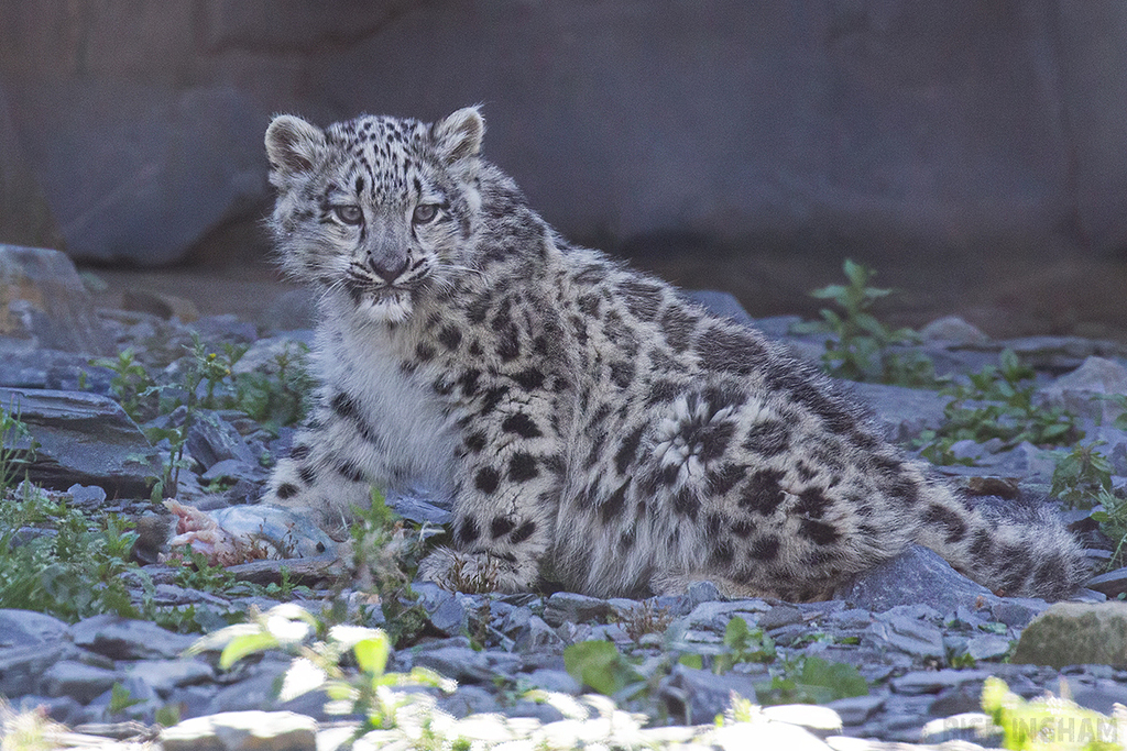 Snow Leopard | Cub