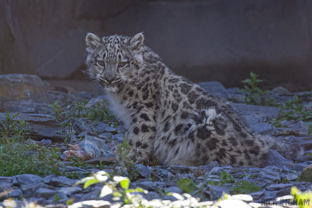 Snow Leopard | Cub