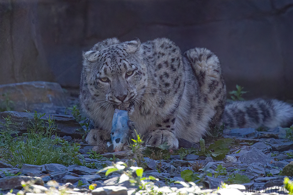 Snow Leopard