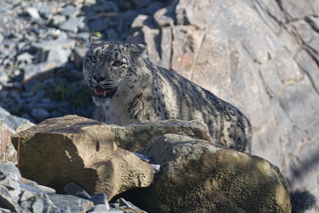Snow Leopard