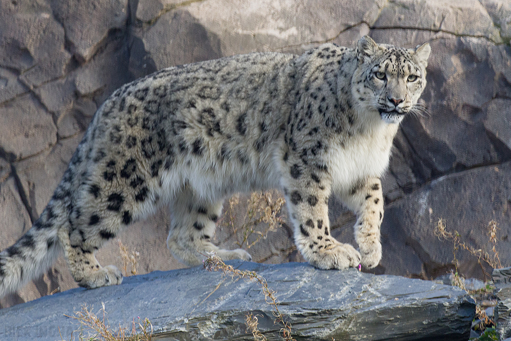 Snow Leopard