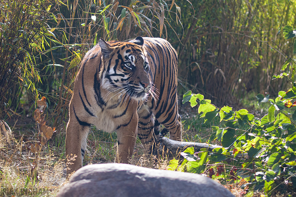 Sumatran Tiger