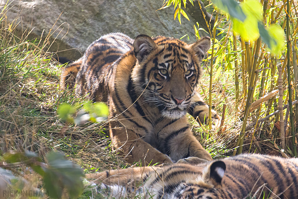 Sumatran Tiger