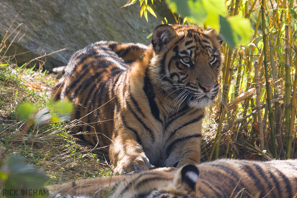 Sumatran Tiger