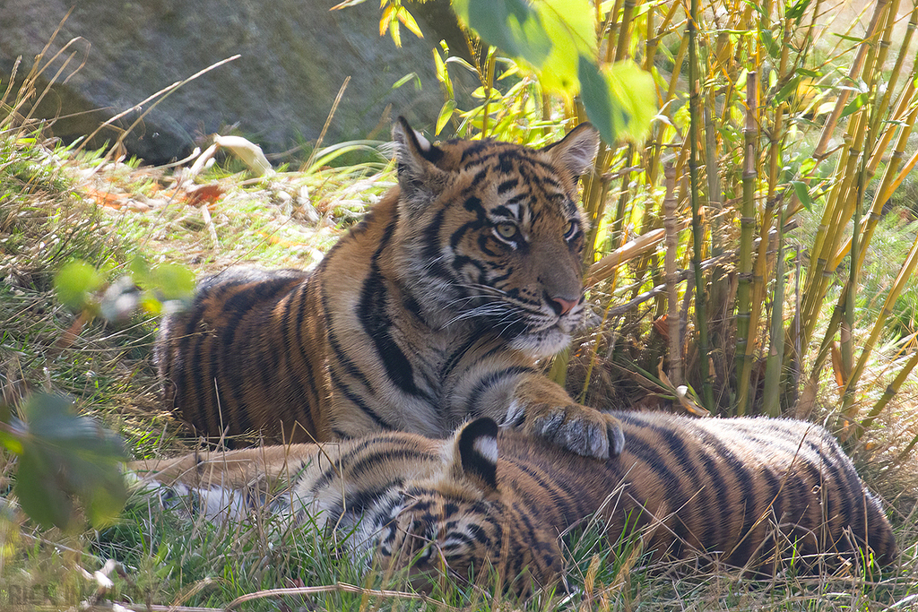 Sumatran Tiger