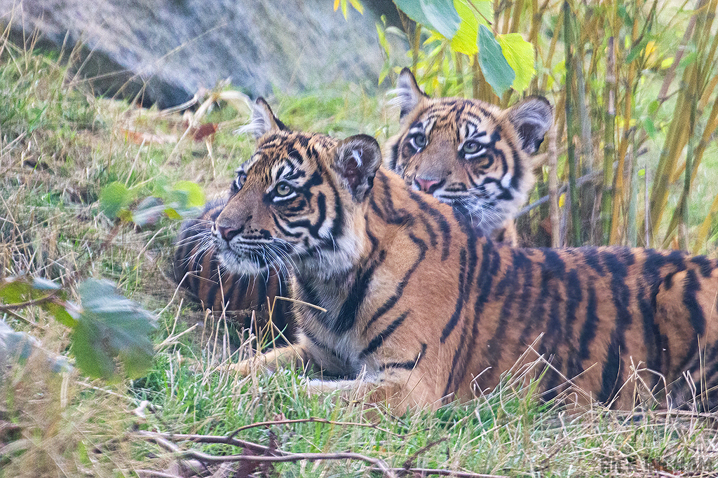 Sumatran Tiger