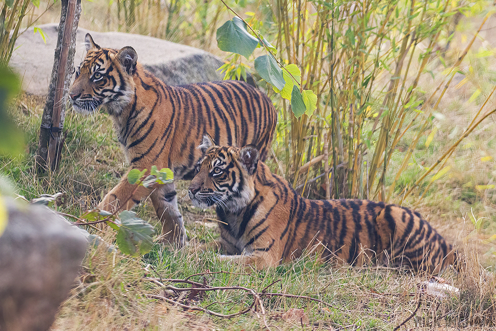 Sumatran Tiger