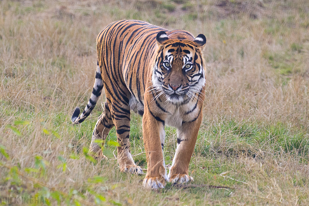 Sumatran Tiger