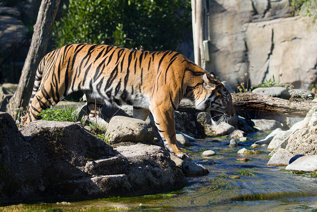 Sumatran Tiger