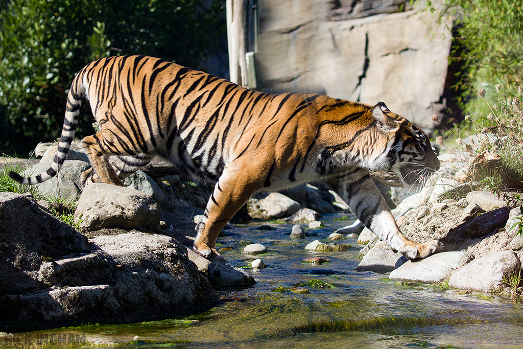 Sumatran Tiger