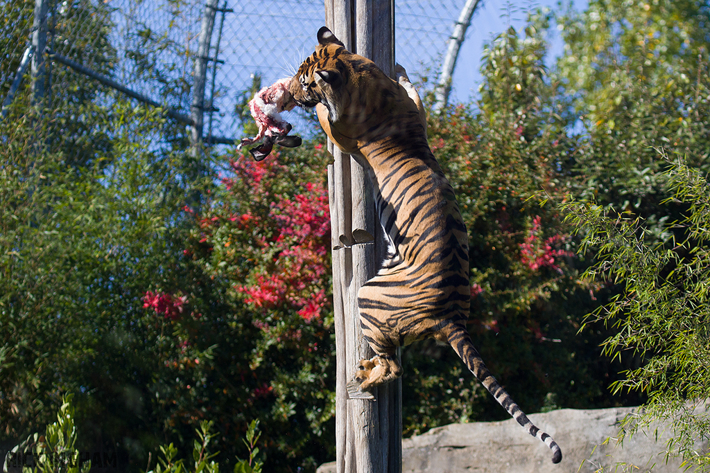 Sumatran Tiger