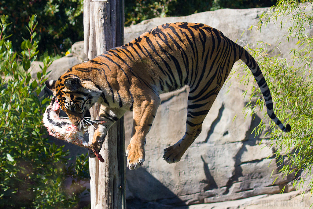 Sumatran Tiger