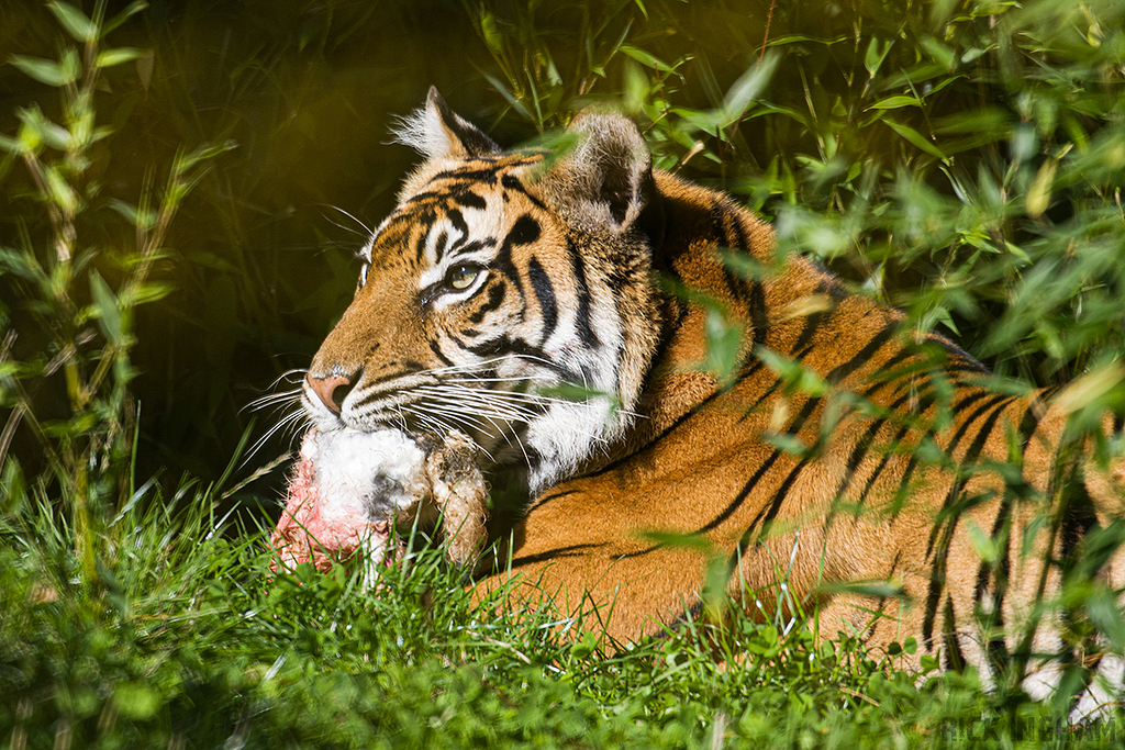 Sumatran Tiger