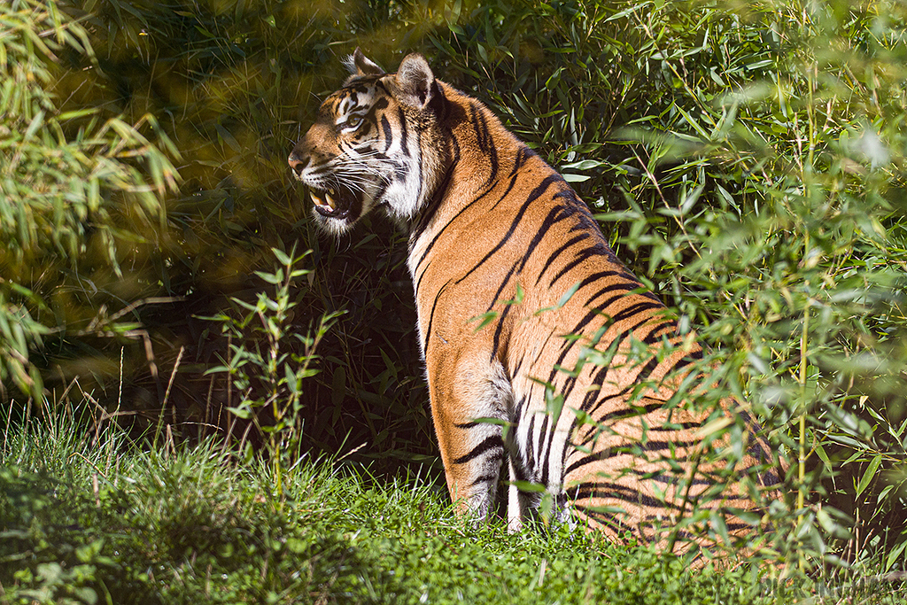 Sumatran Tiger