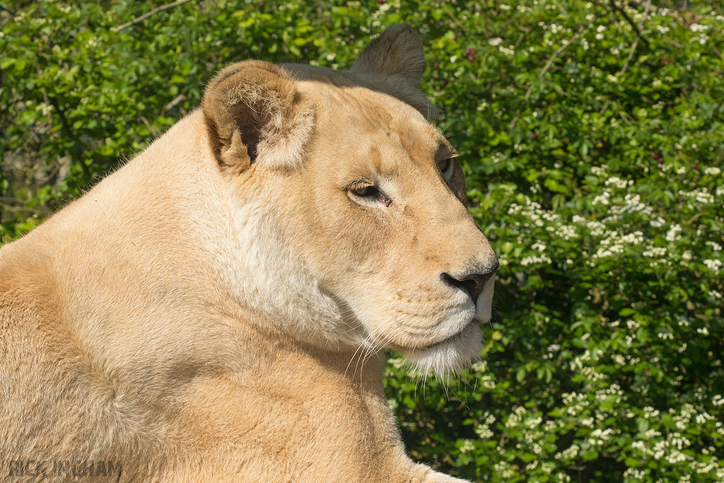 White Lion
