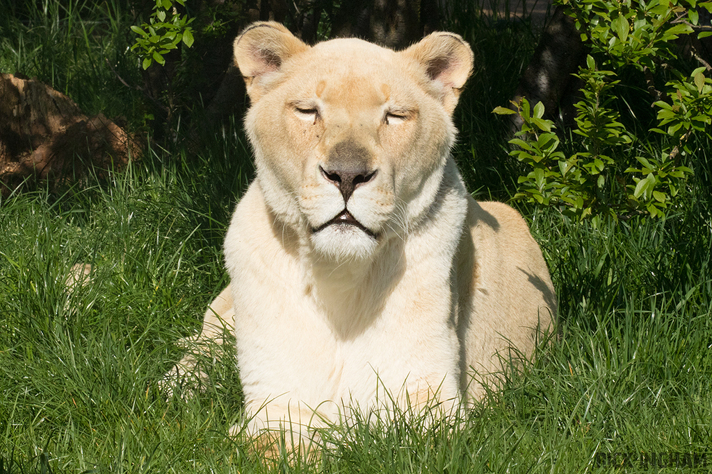 White Lion