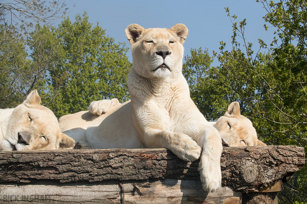 White Lion