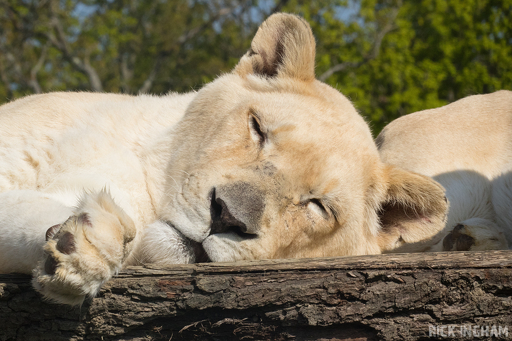 White Lion