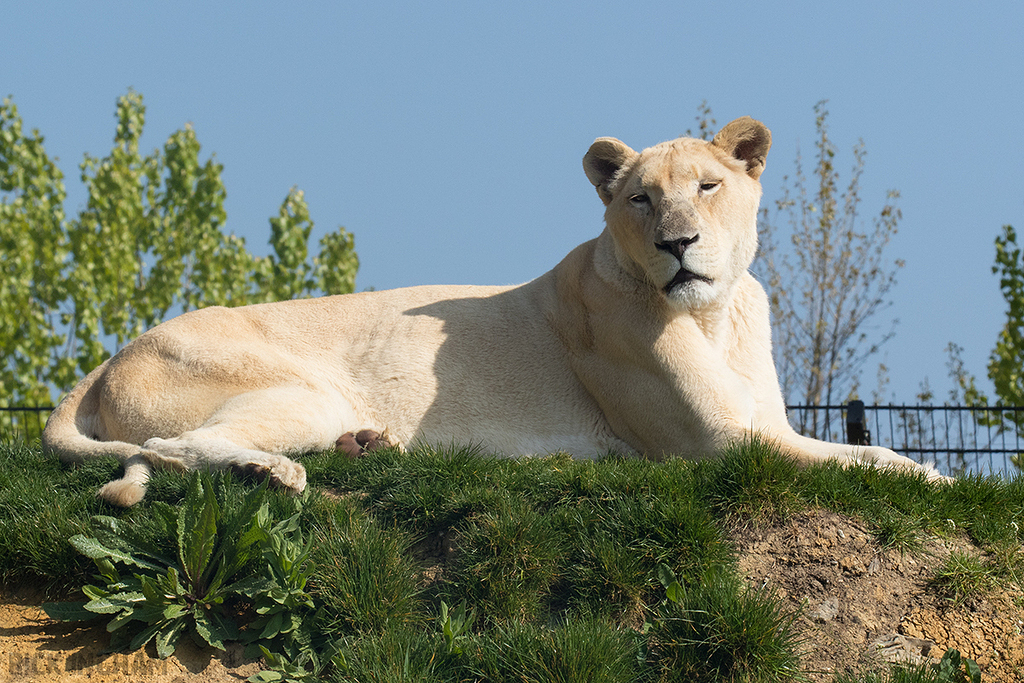 White Lion