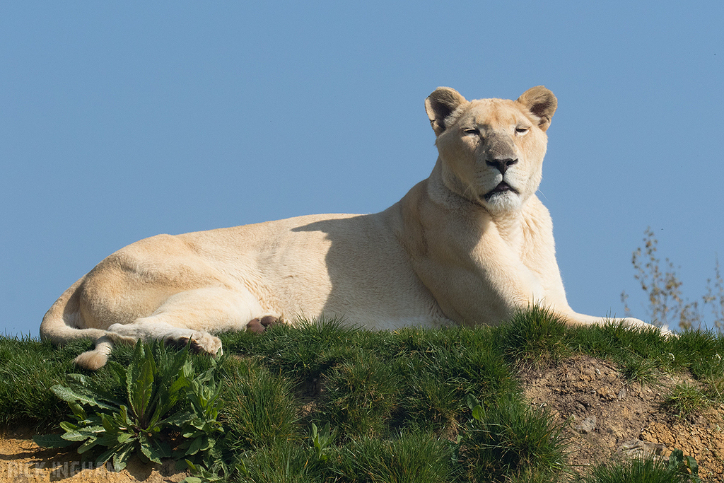 White Lion