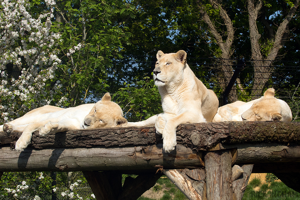 White Lion