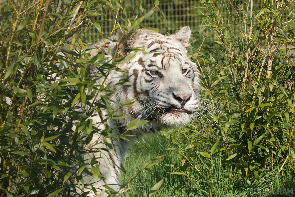 White Tiger