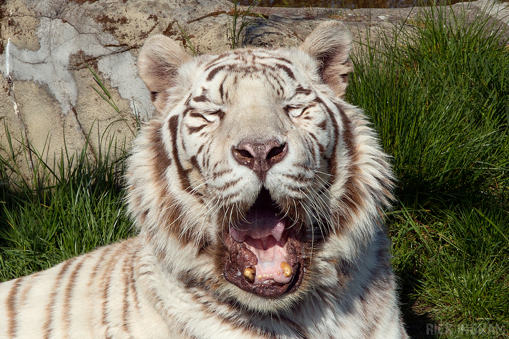 White Tiger