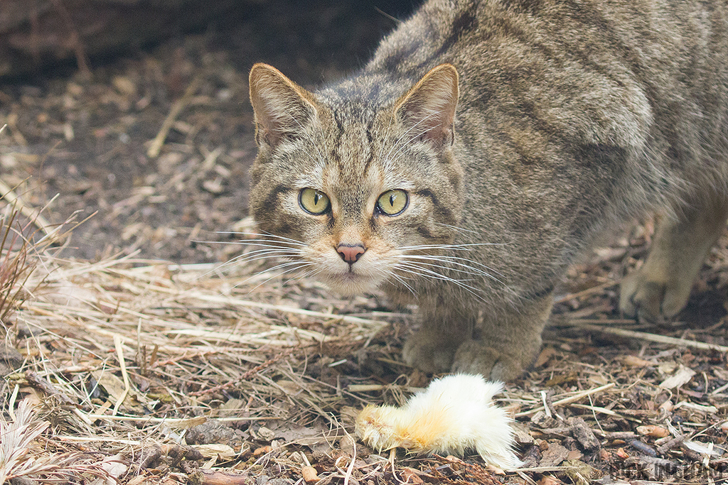 Scottish Wildcat