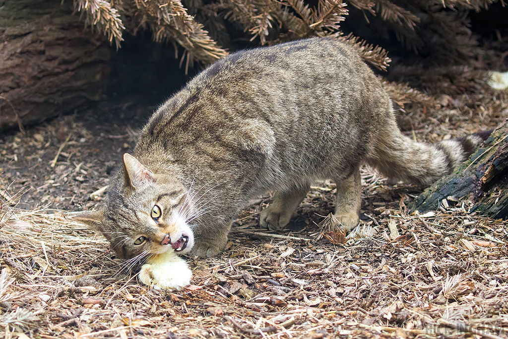 Scottish Wildcat