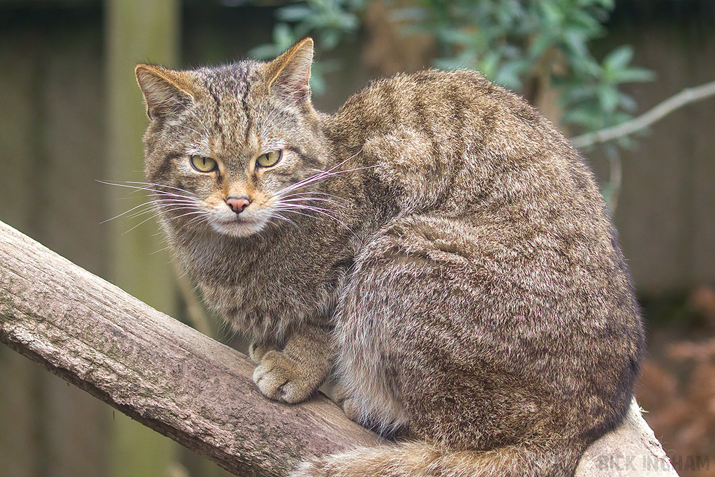 Scottish Wildcat