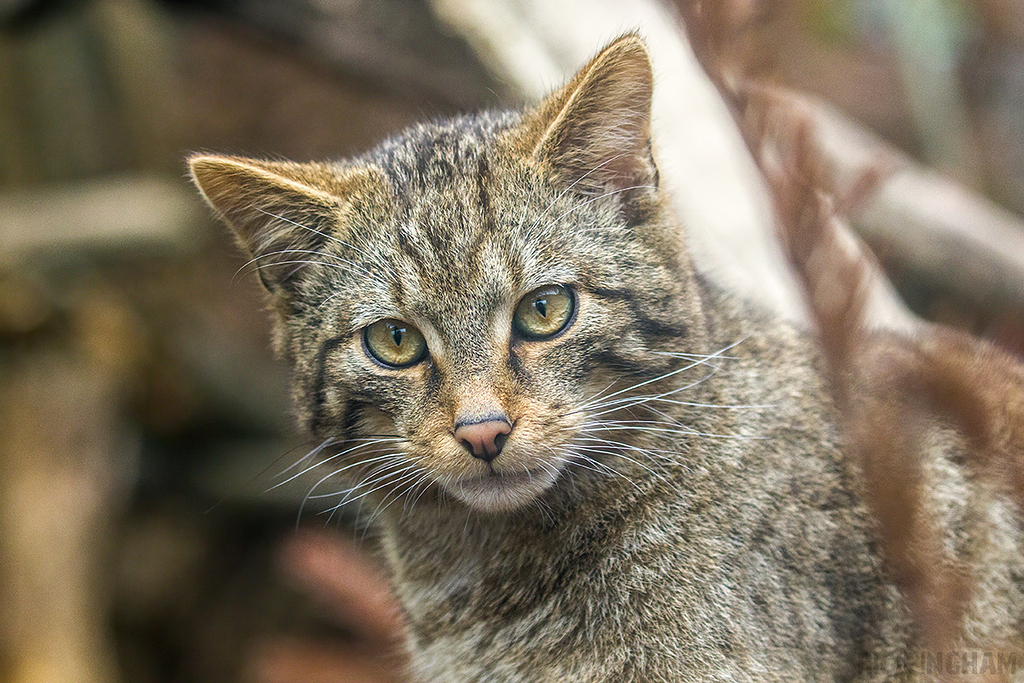 Scottish Wildcat