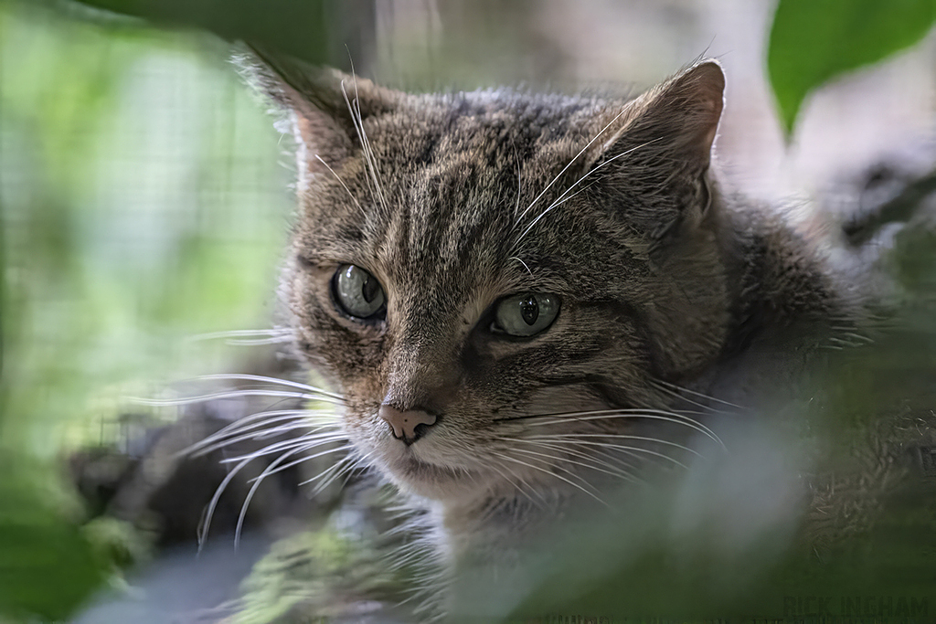 European Wildcat