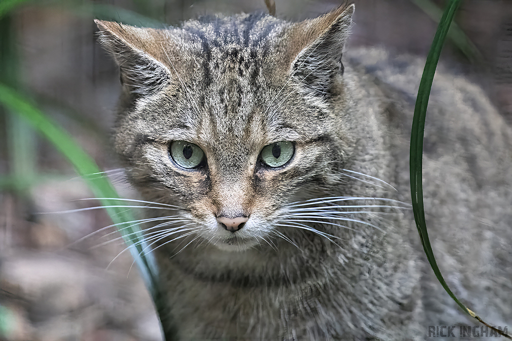 European Wildcat