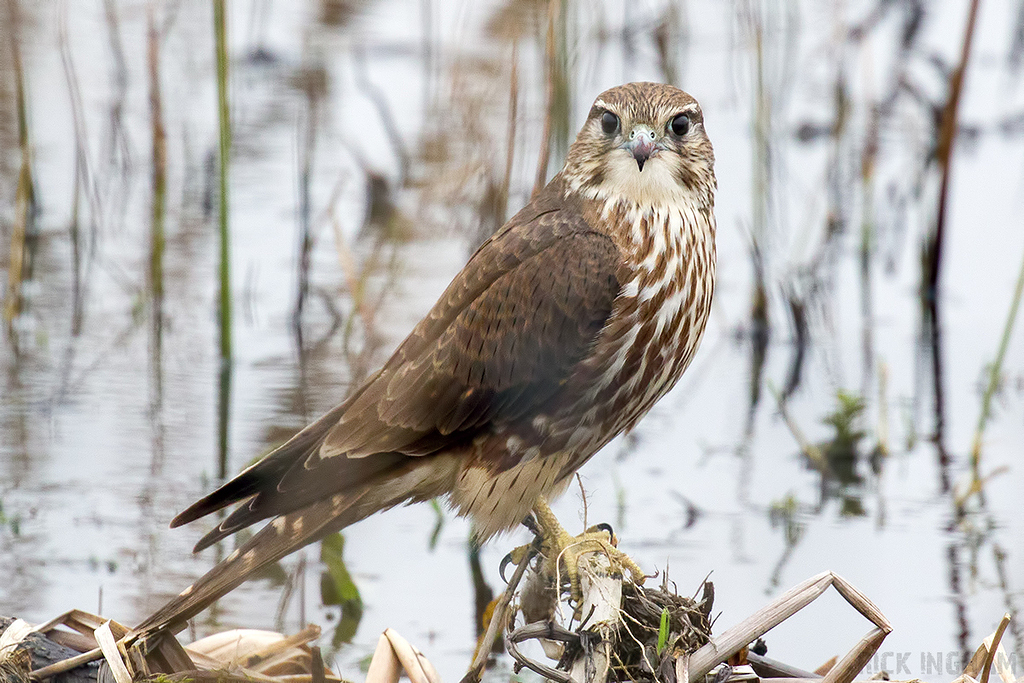 Merlin