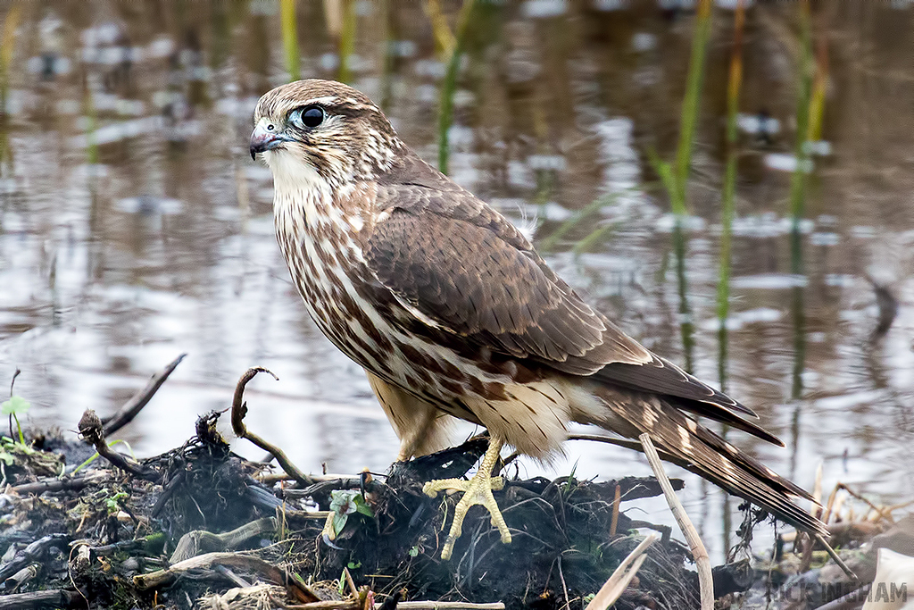 Merlin