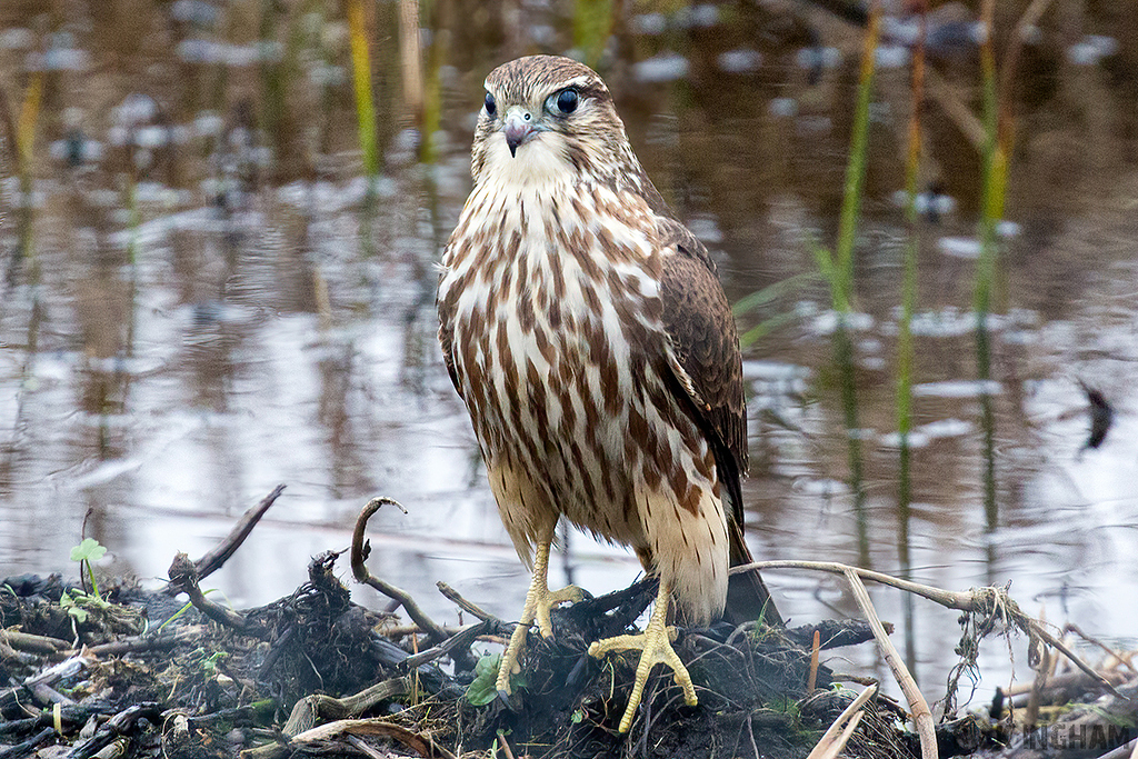 Merlin