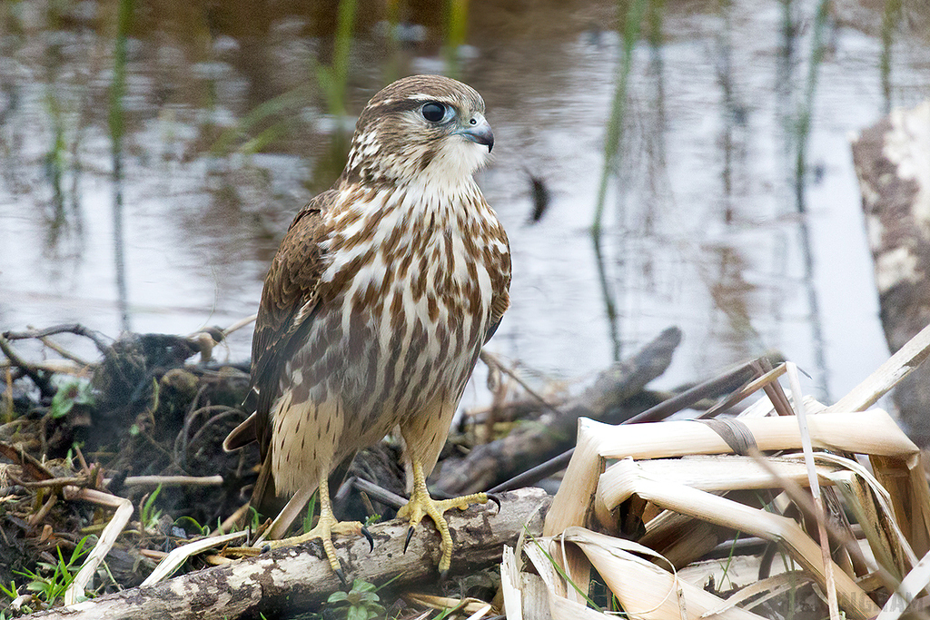 Merlin