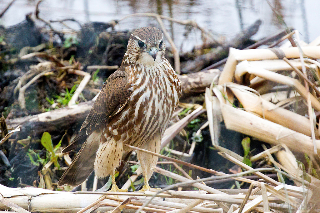 Merlin