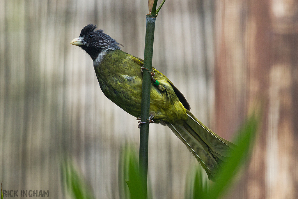 Collared Finchbill