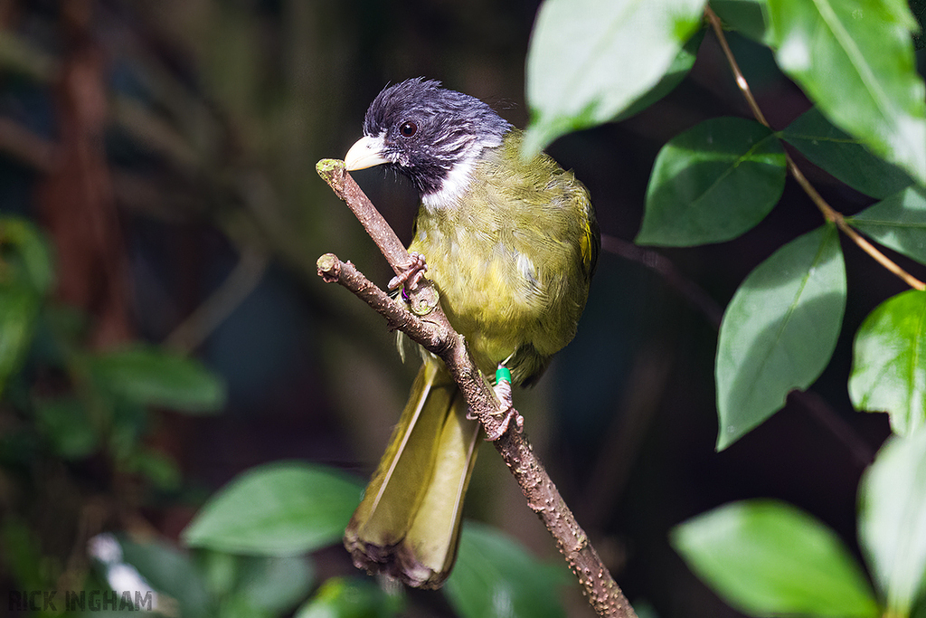 Collared Finchbill