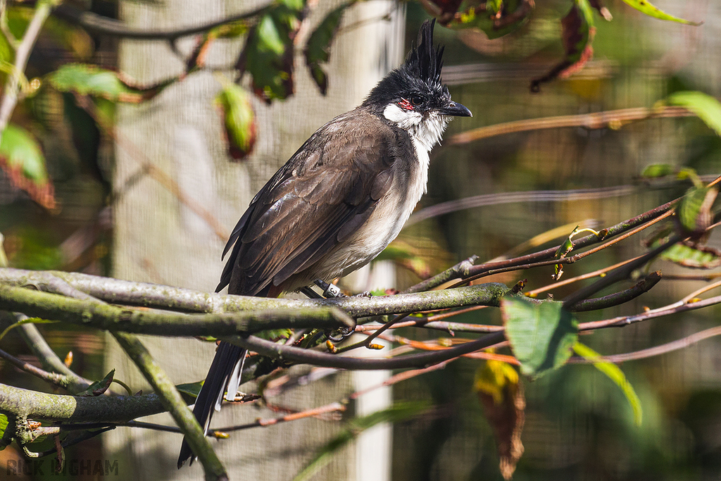 Red-whiskered Bulbul