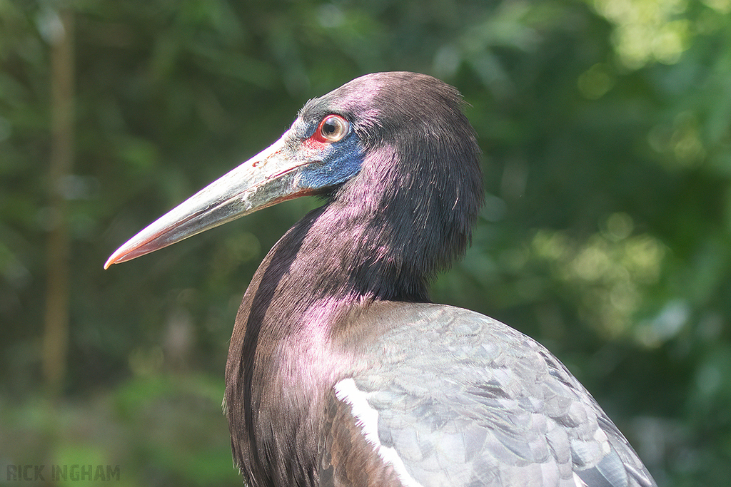 Abdim's Stork