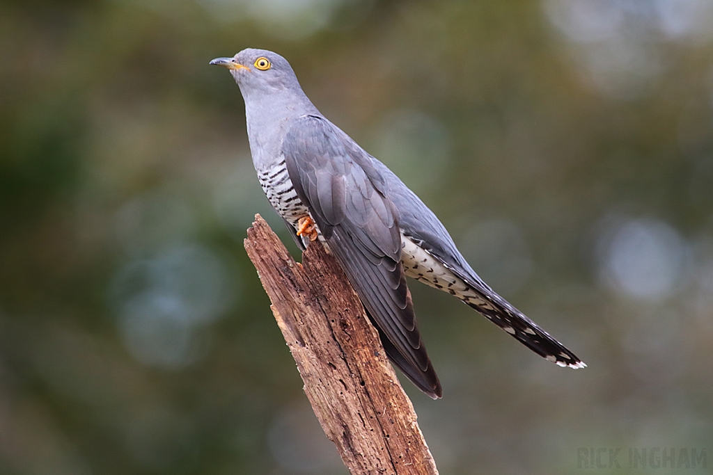 Common Cuckoo | Male