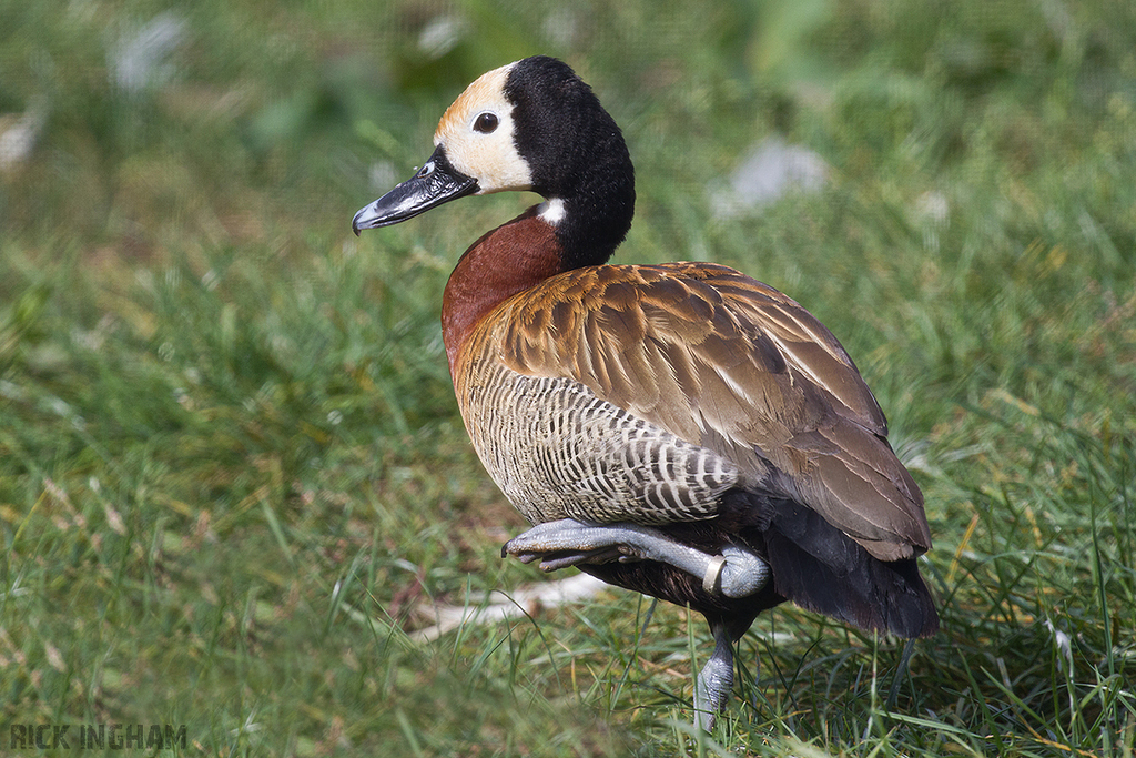 White-faced Whistling Duck