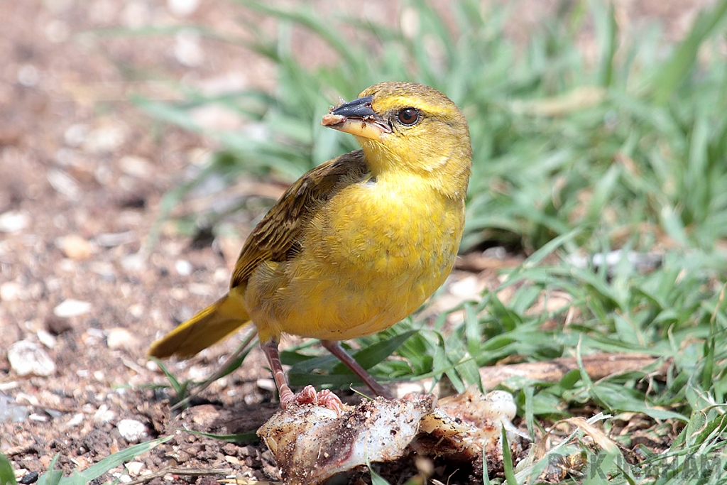 Yellow Crowned Canary