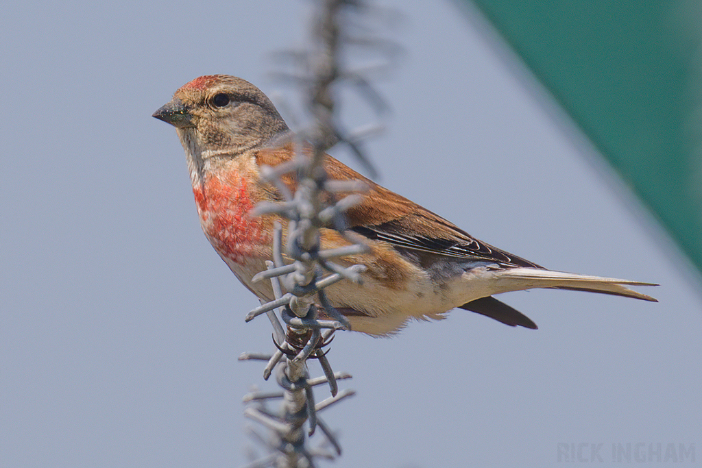 Common Linnet