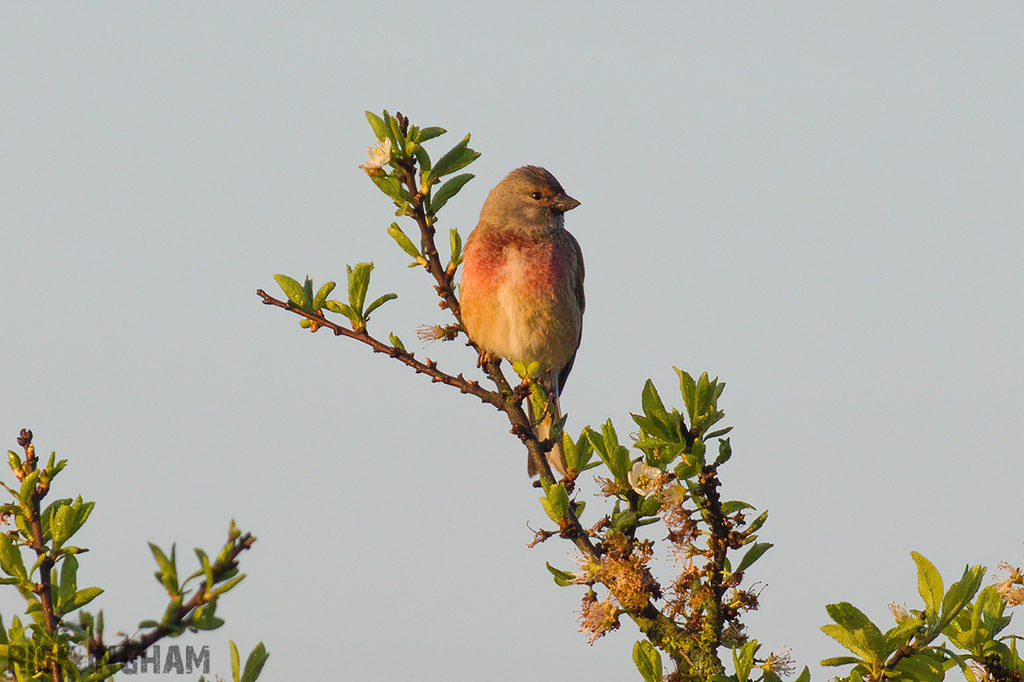 Common Linnet